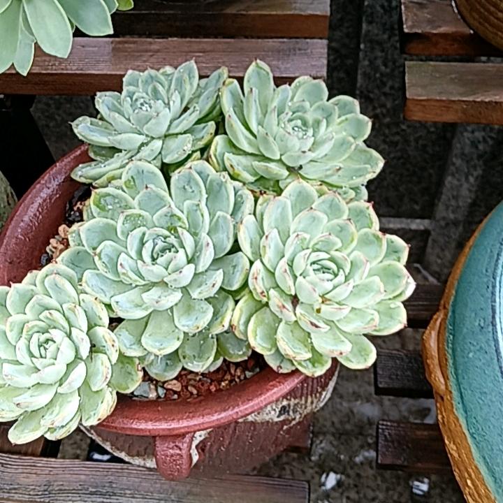 万里挑一