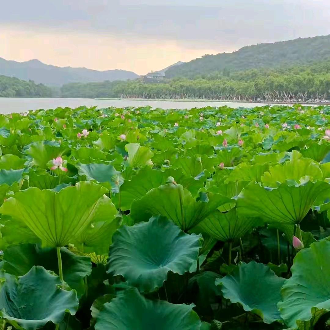 夏菊花