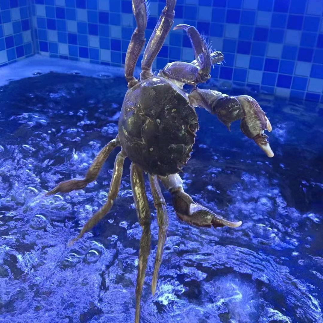 惠春海鲜行小溪塔店号