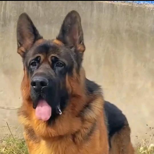 山西诚信工作犬