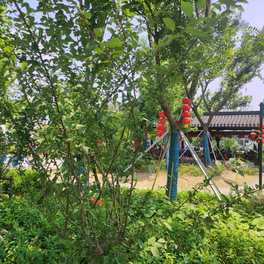 明天的阳光很美