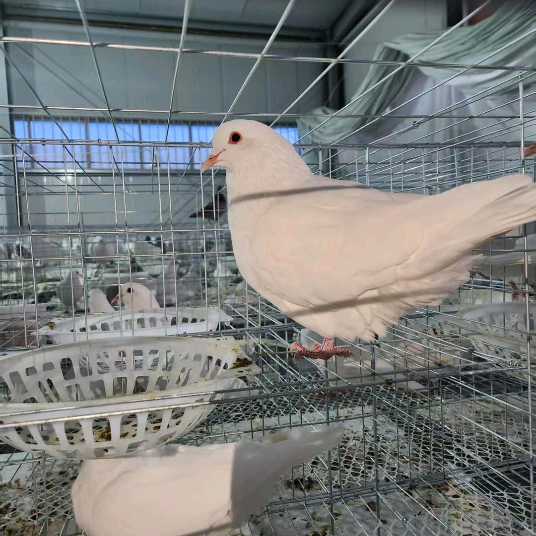 王氏鸽业养殖