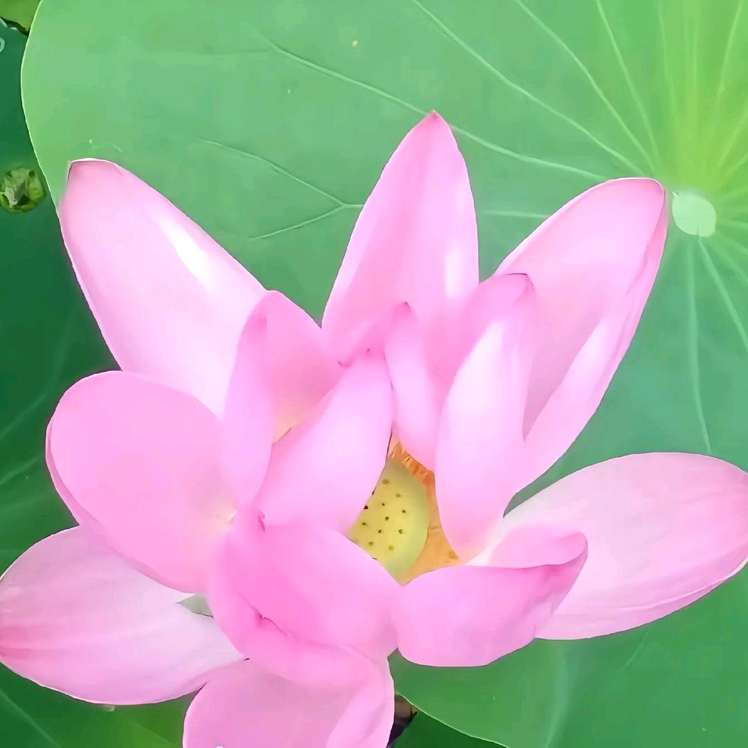 高巧敏