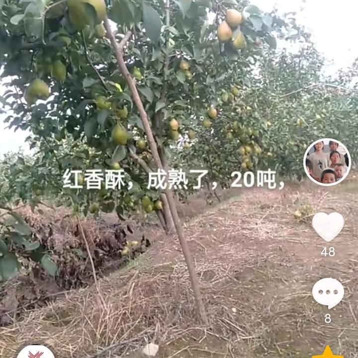 梨园♛三强