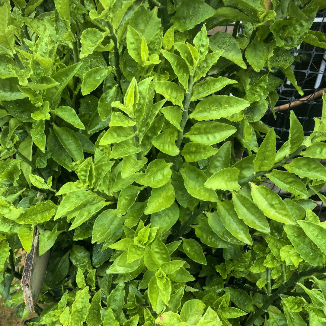 顺其自然大道至简