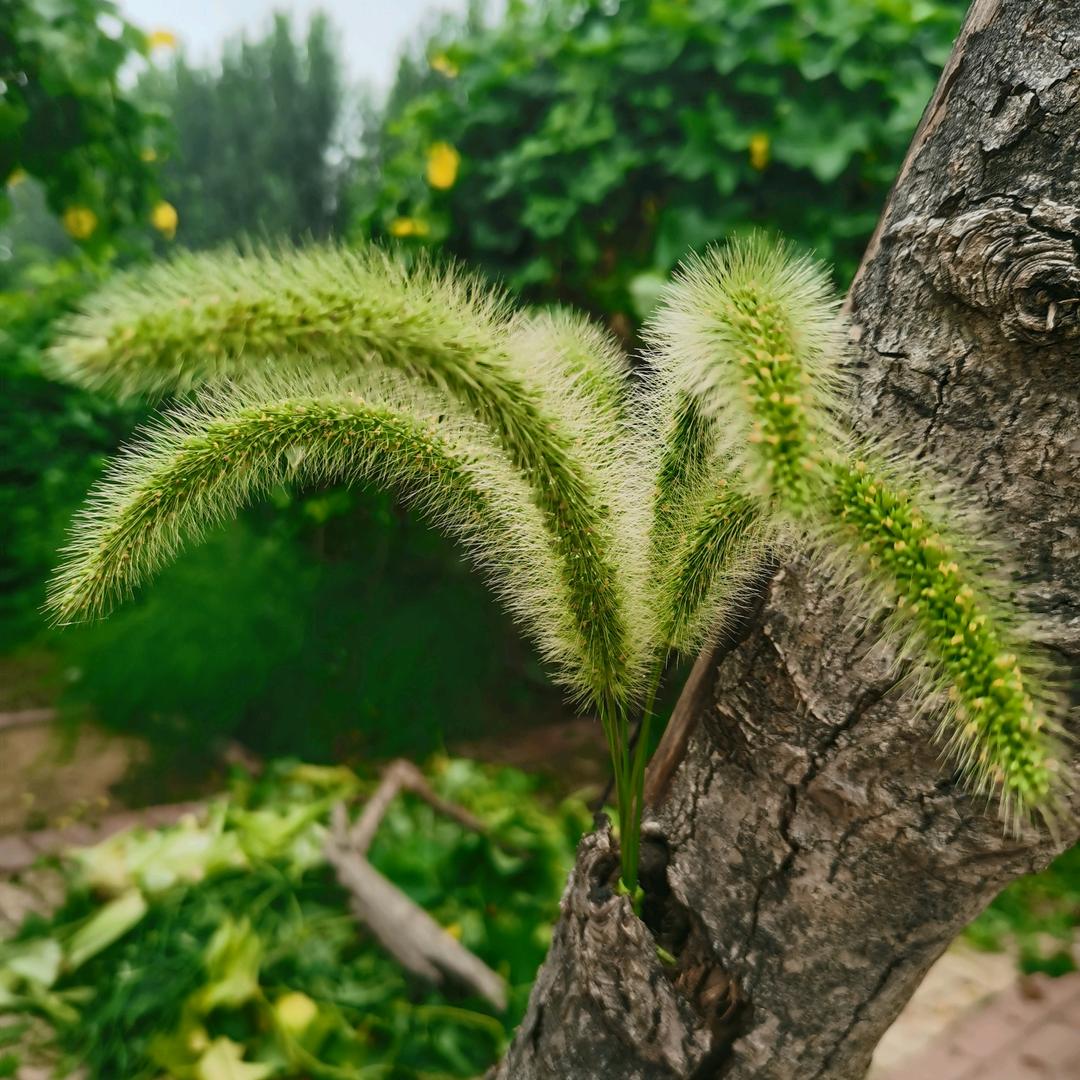 6月