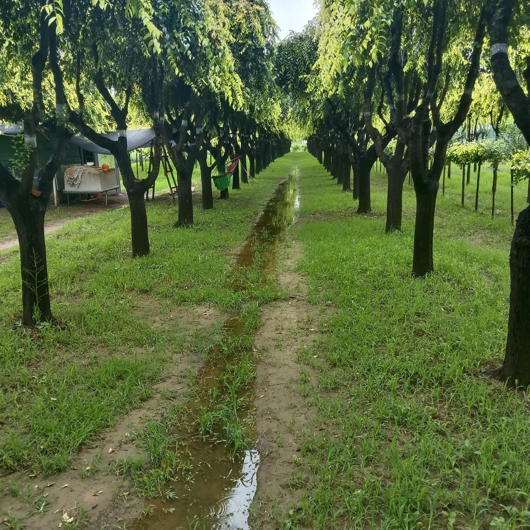 连锁！   ！   芦笋！榆树！金蝉养殖