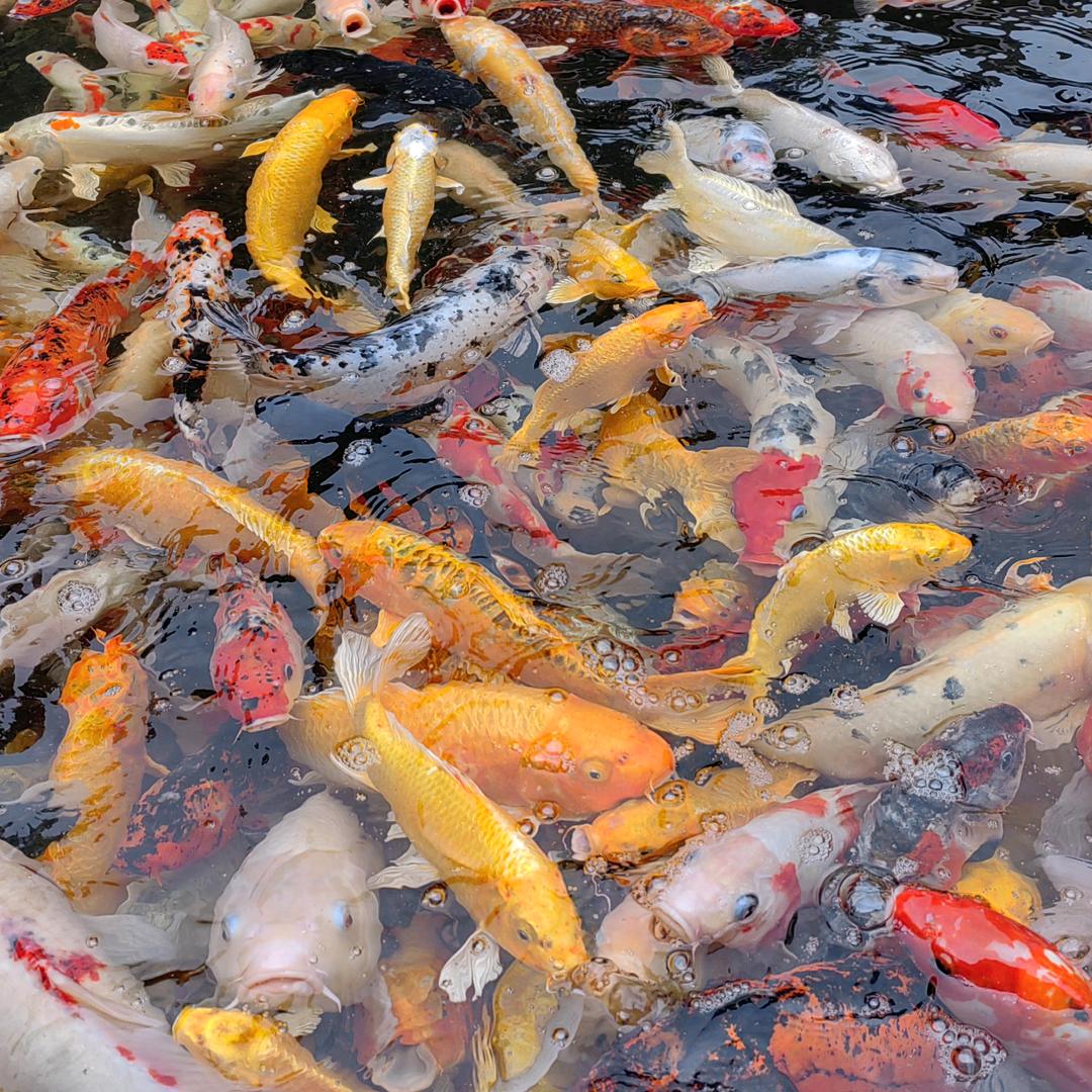 小白姐姐