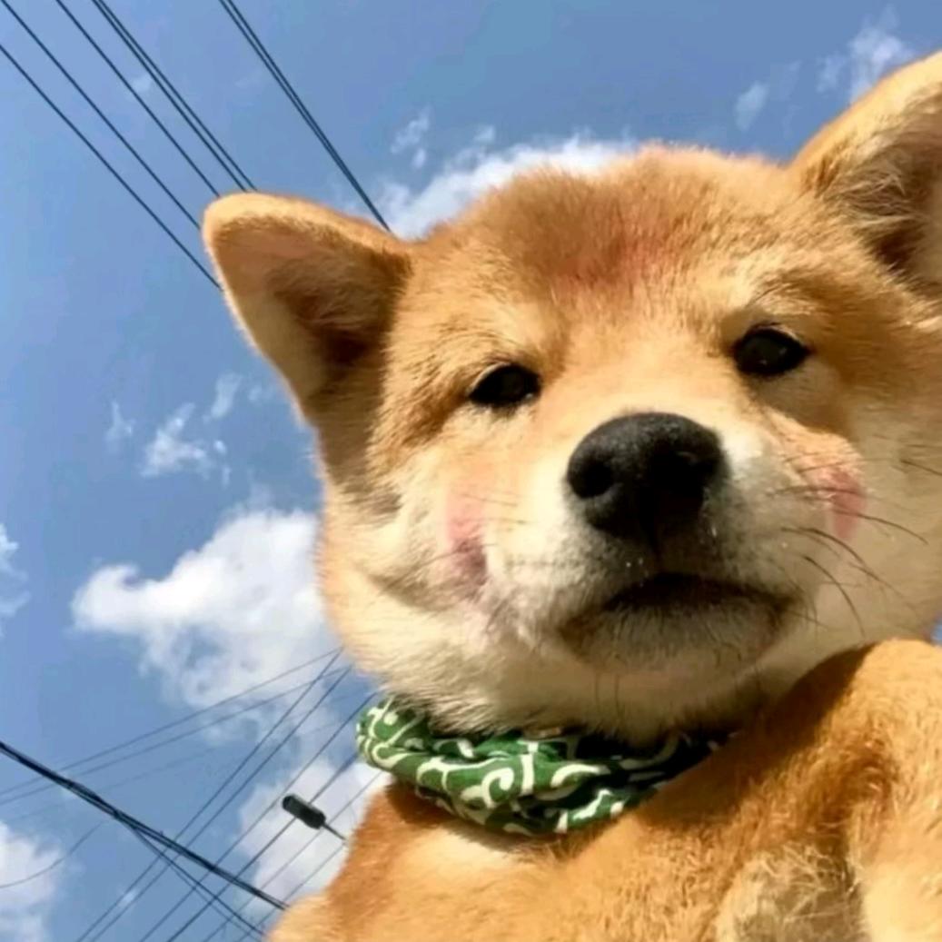 努力当一个小喷子🤓