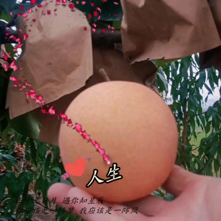 开心果园