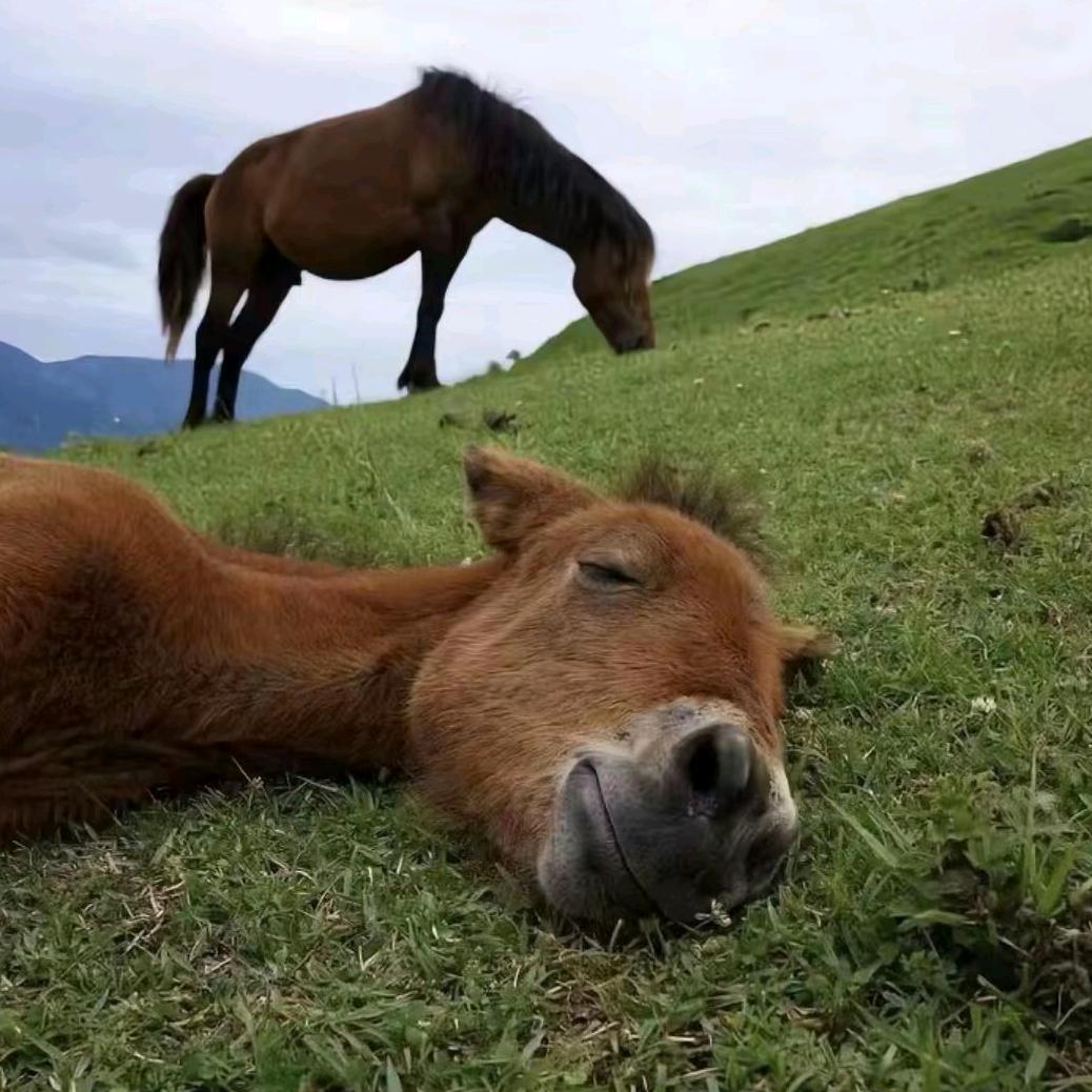 大炮装屎崩谁谁死