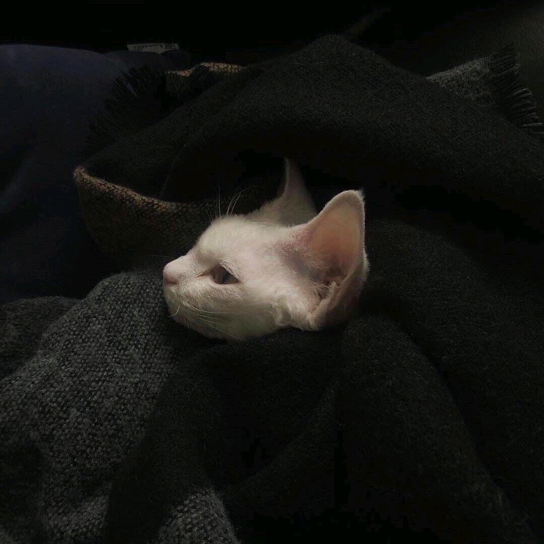 柒樂