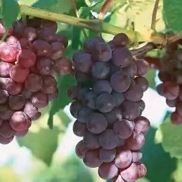 @风雨过后@小号