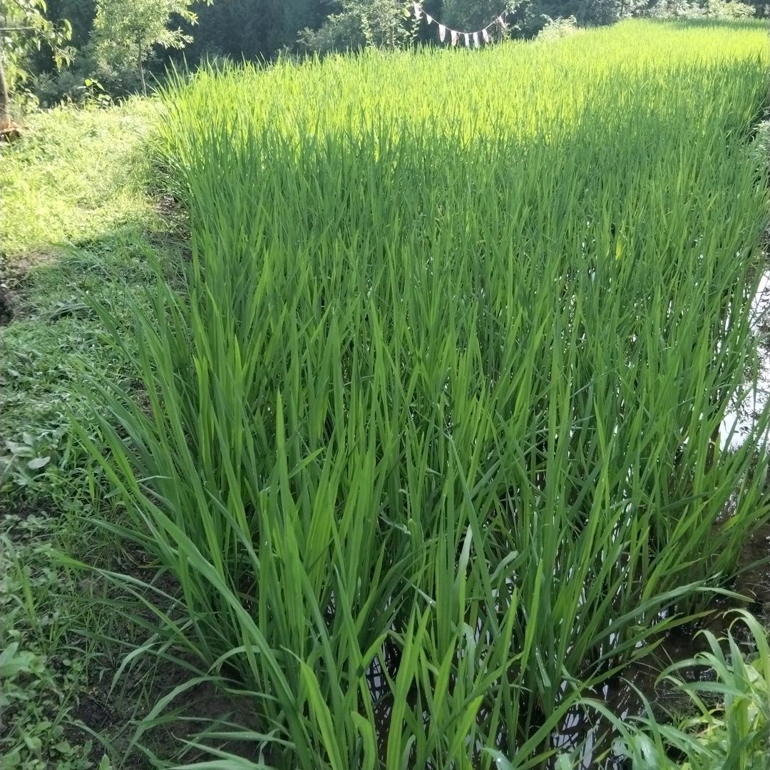 心态