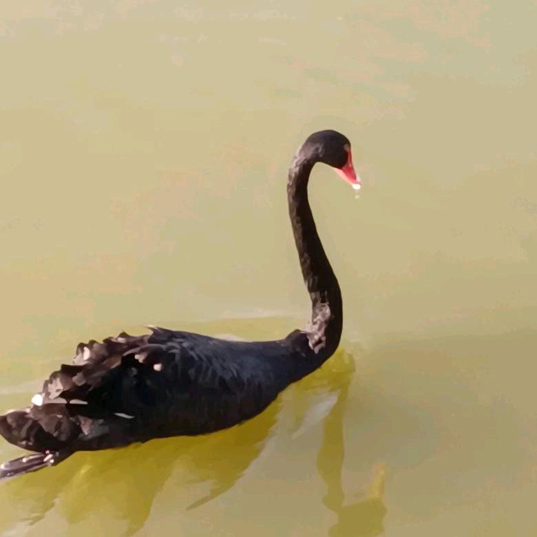 双相情感障碍21年