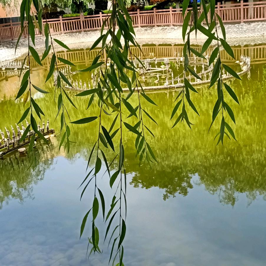 雁儿飞