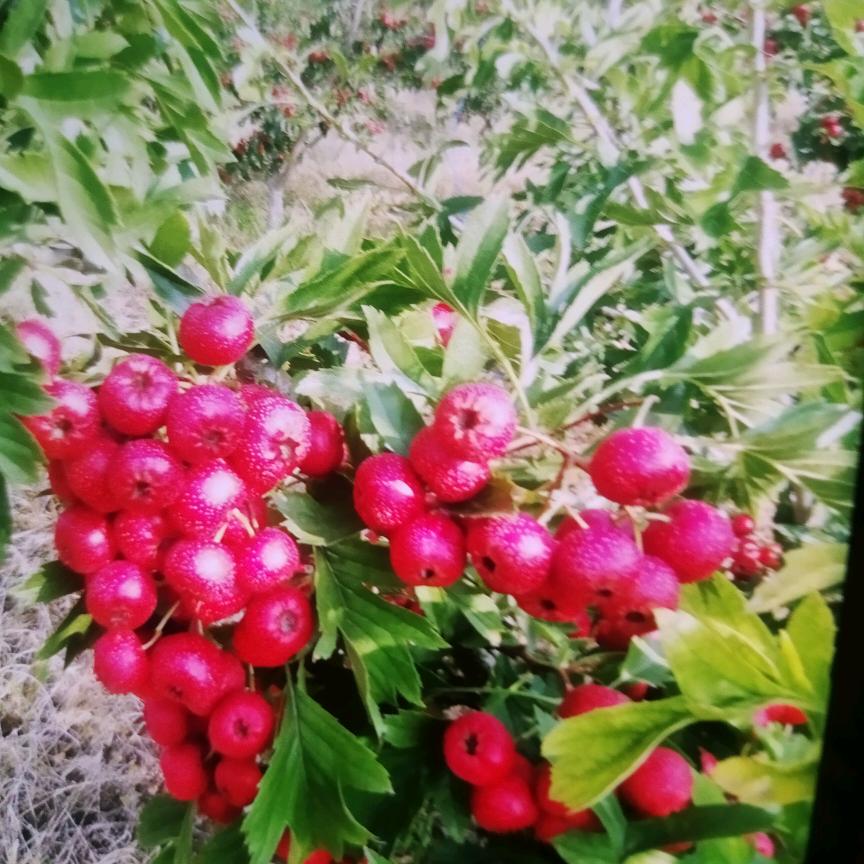 新泰南流泉自家果园甜山楂直发常年有货