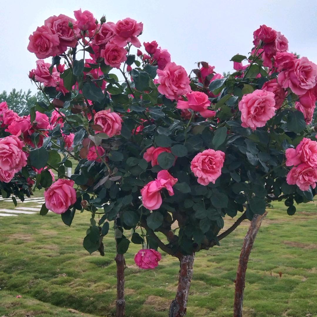 雨后彩虹