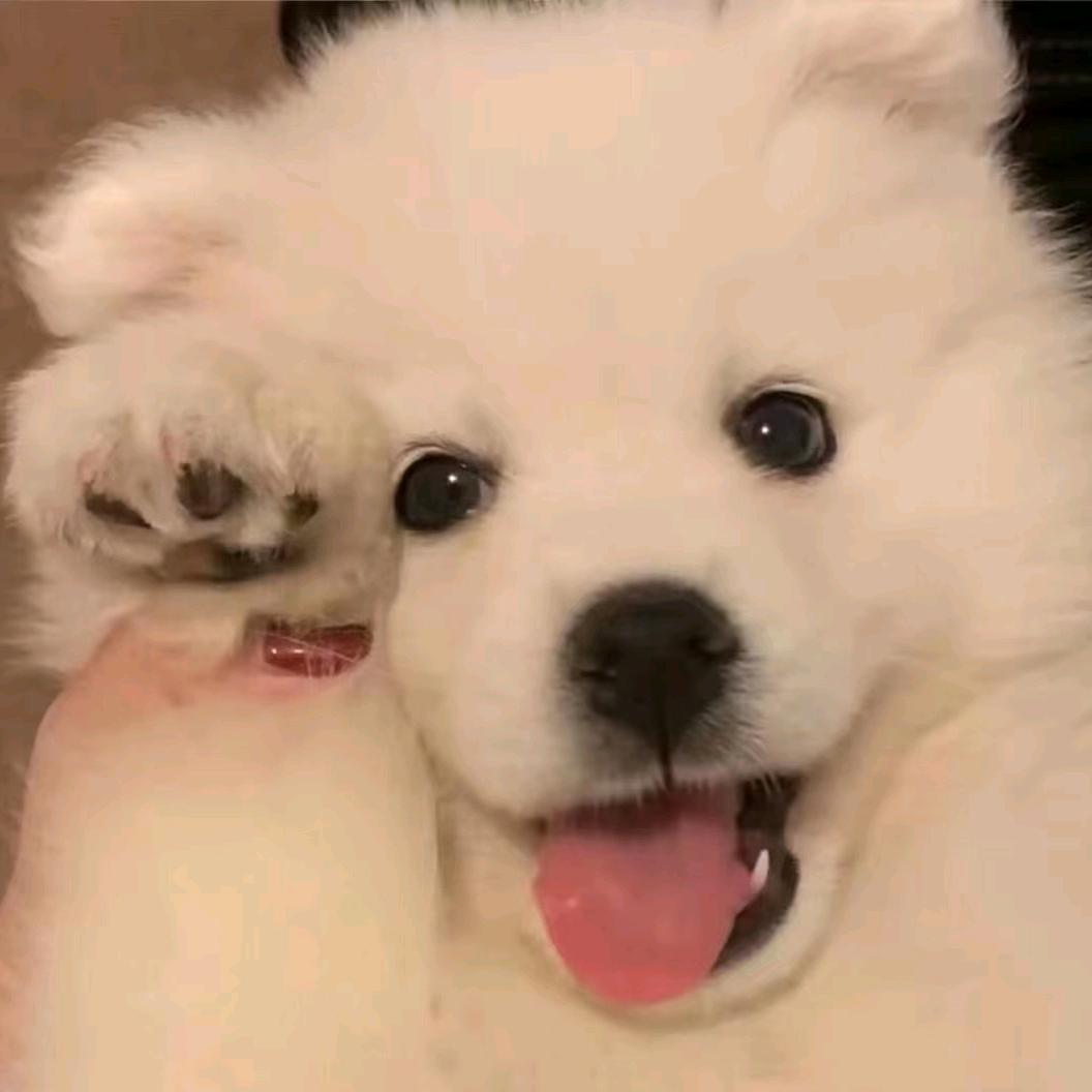 马大胖的朋友圈