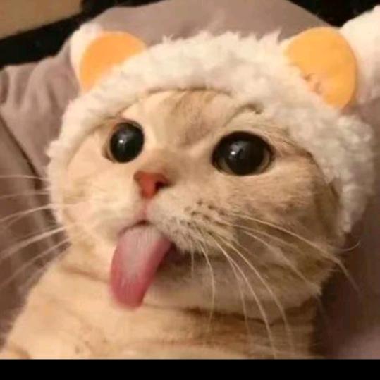 小猫咪好物