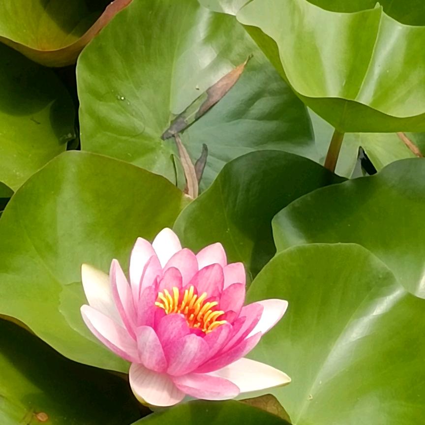余生随你
