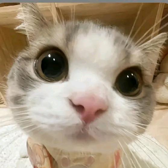 小七 🐾