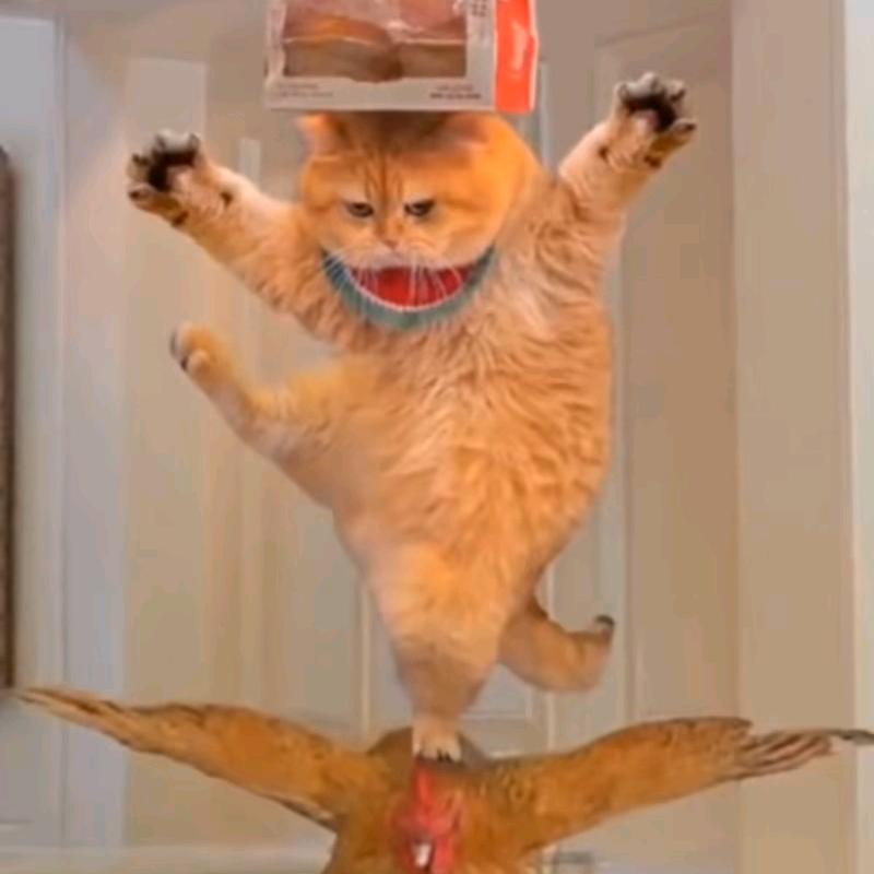 主打一个清心寡欲