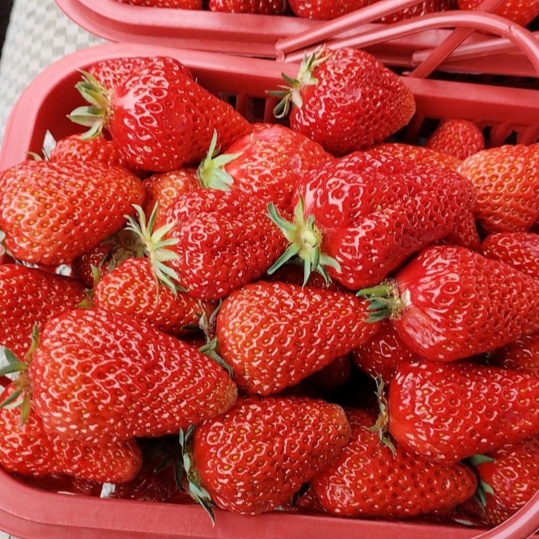 树苗～小果🥤¹³¹⁴