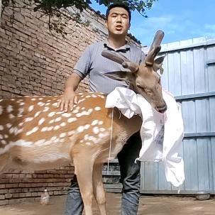 河州养🦌人