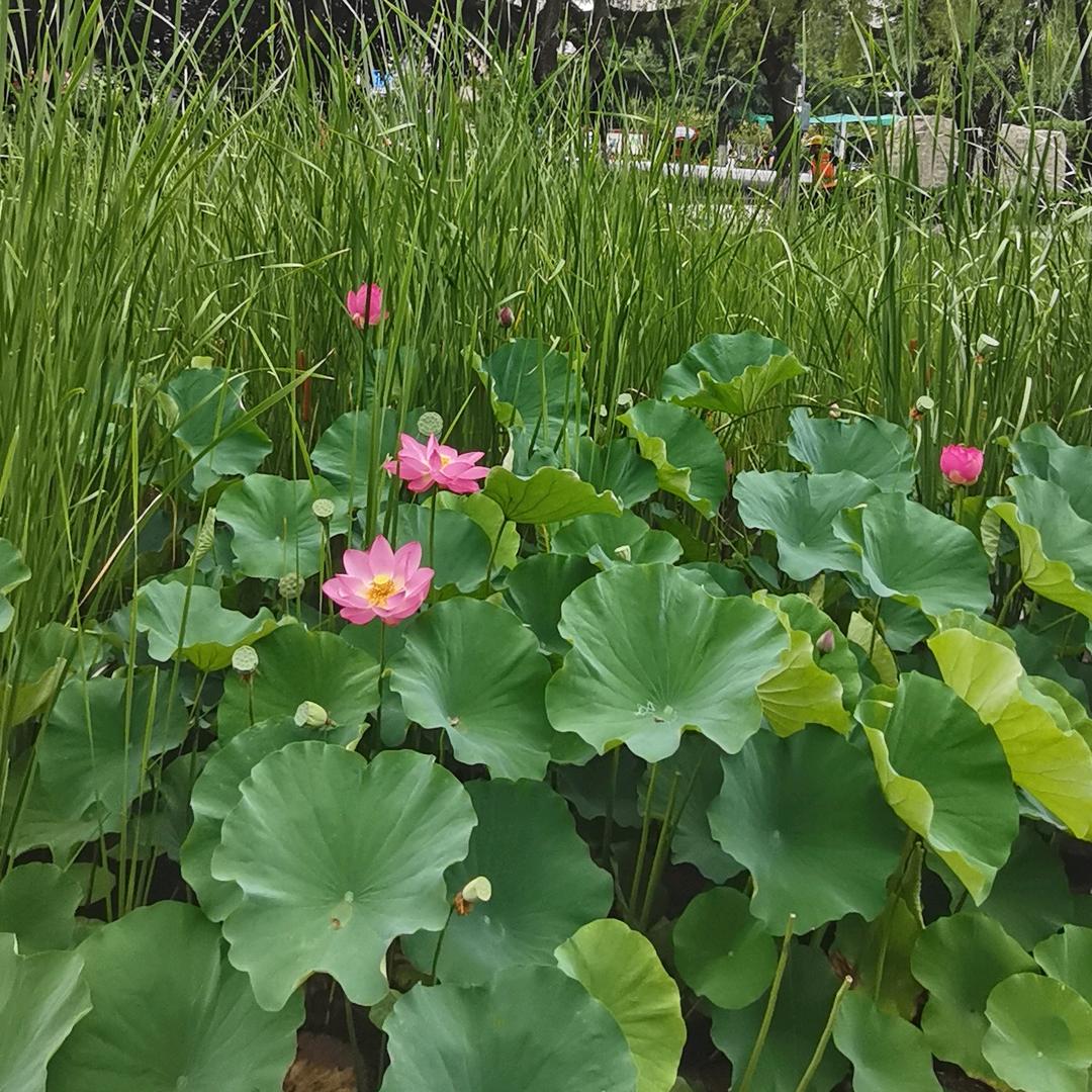 理想梦