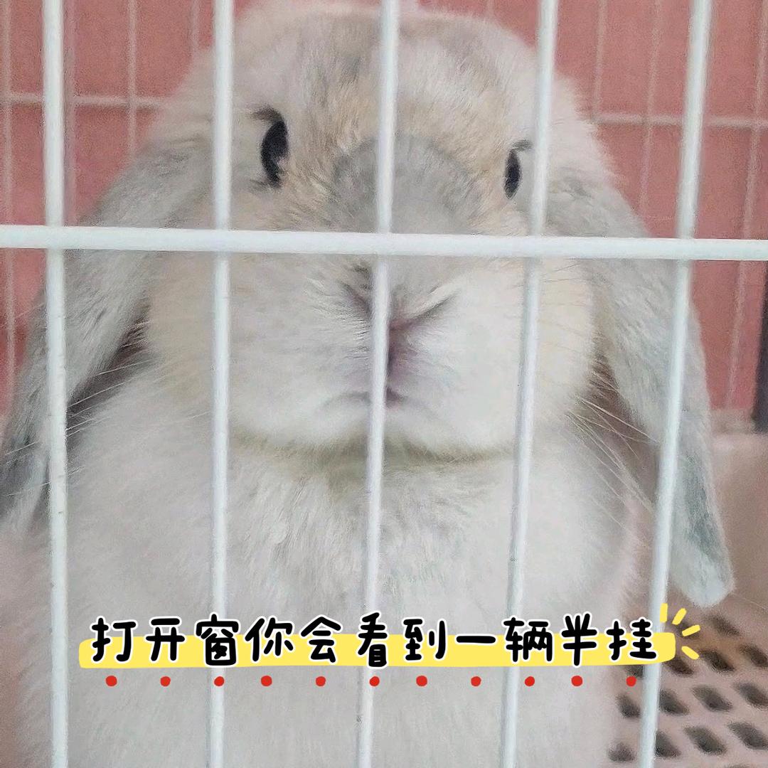 小美科学养兔版