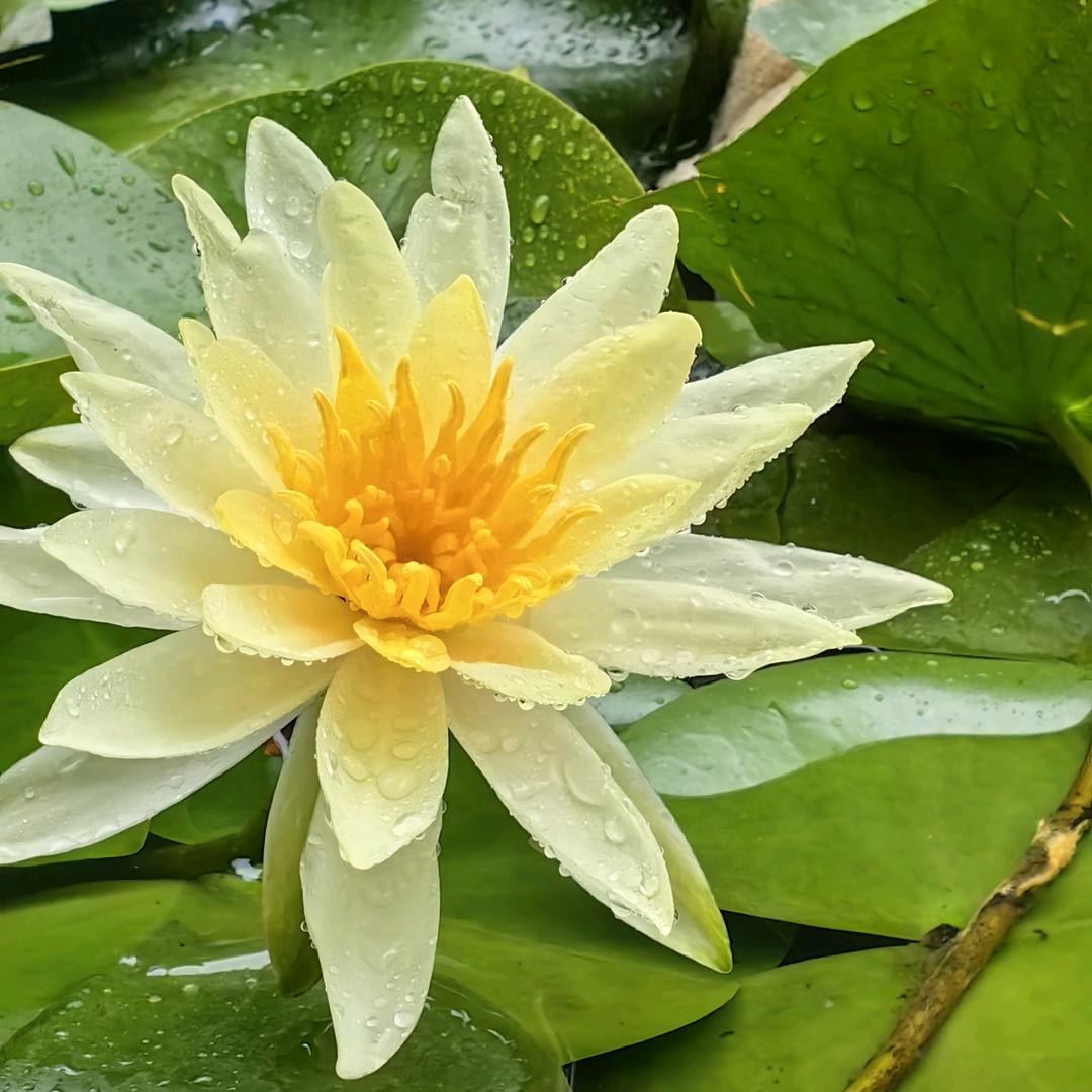 慧林