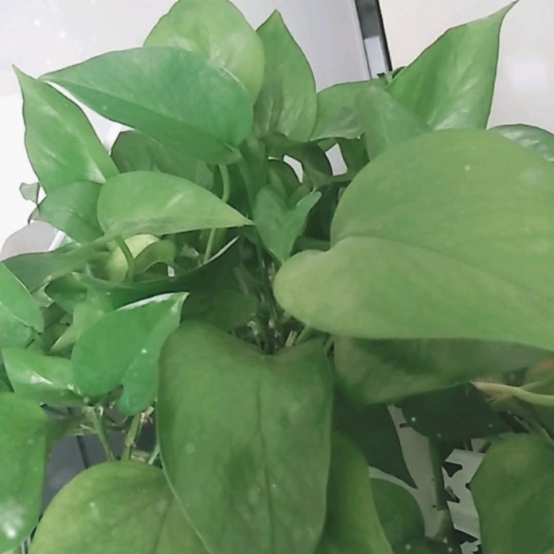 招财进宝