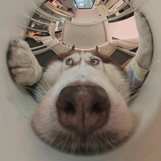 倪的小宝贝🍧（天天困💤💤💤）