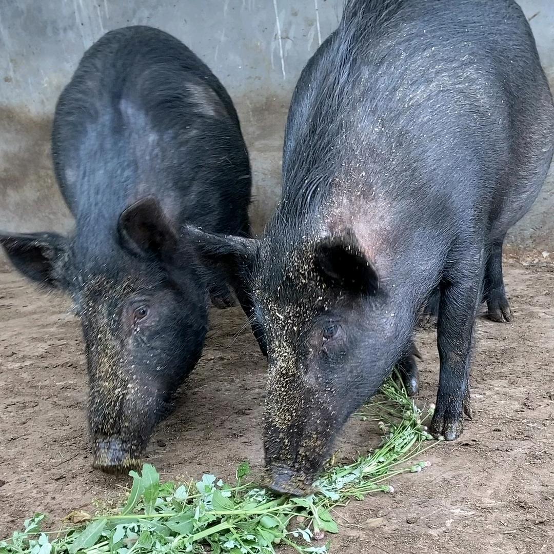 农场黑毛猪明日达