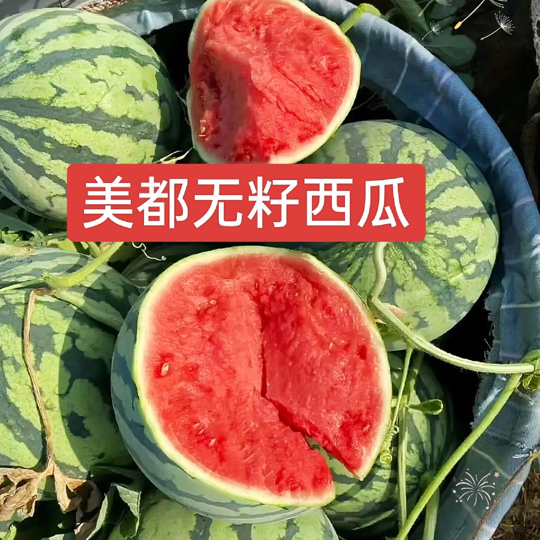 西瓜哥哥（美都西瓜种植）