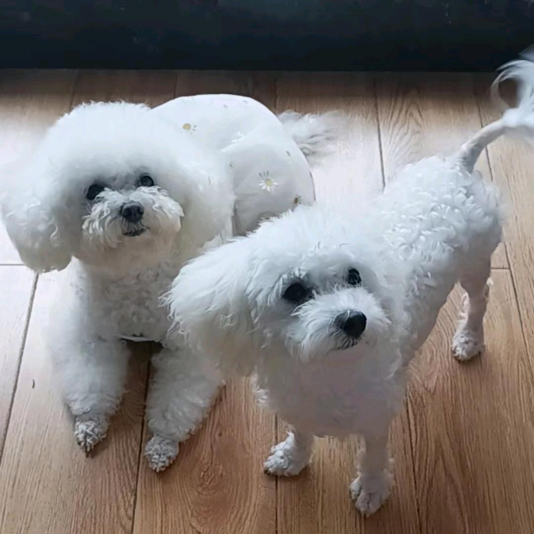 小周养比熊