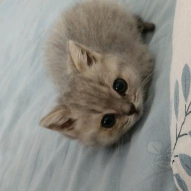 简单