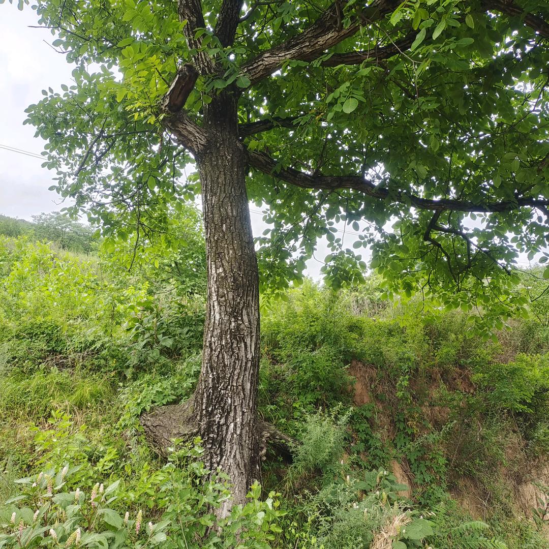 胭脂   寇