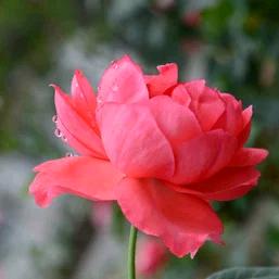 王姨聊天（直播号）