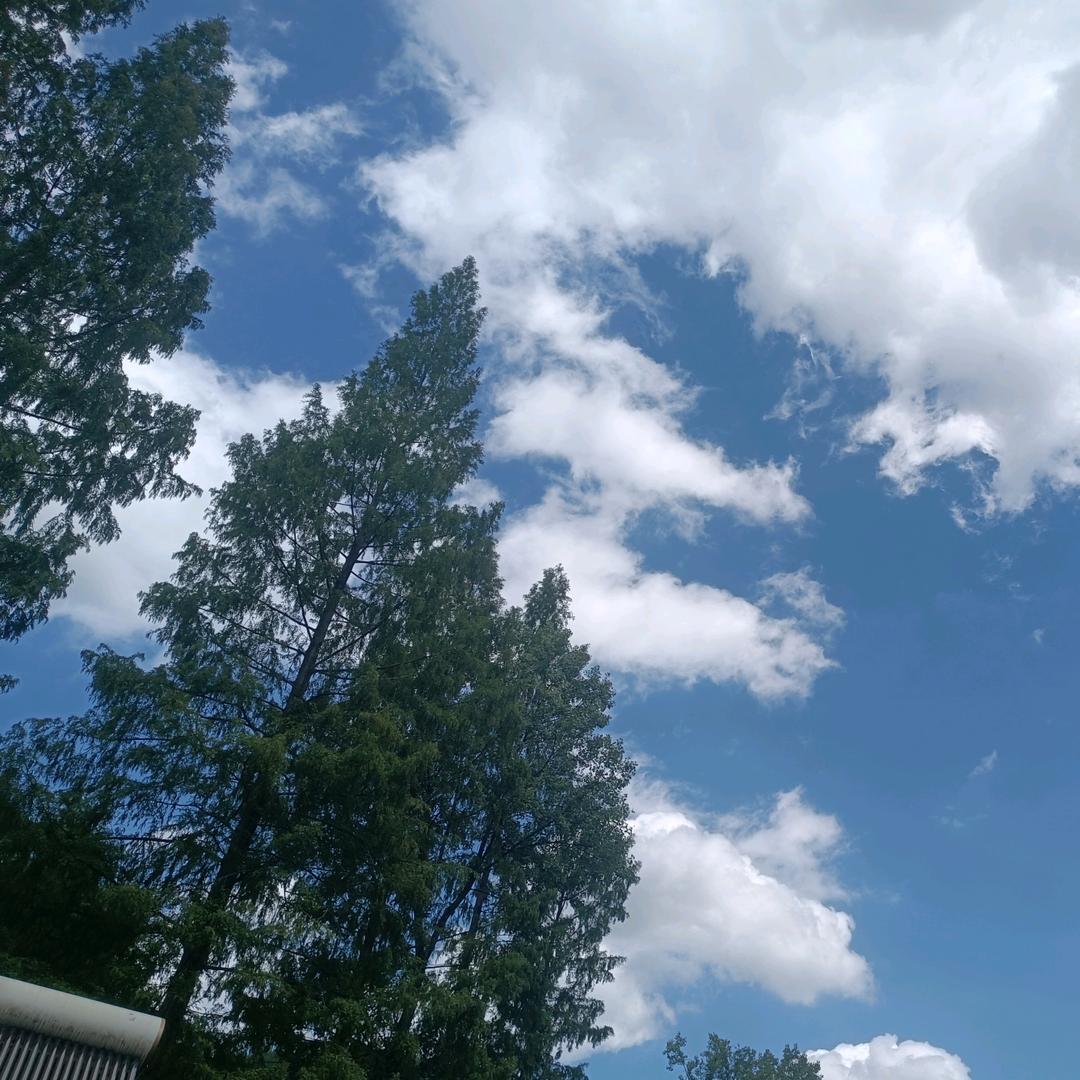 🎤~ 歌🕊️以🦅咏💧志~♬