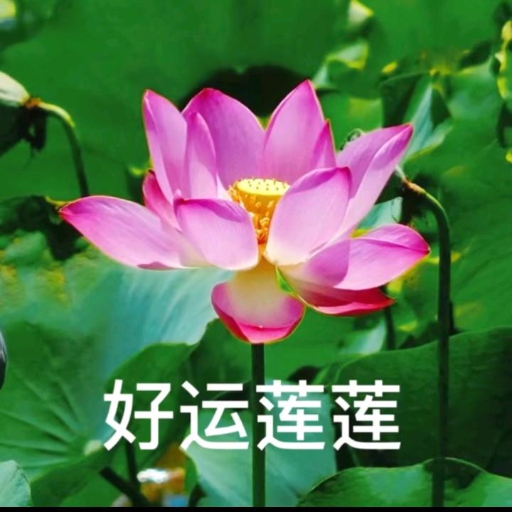 卜训英