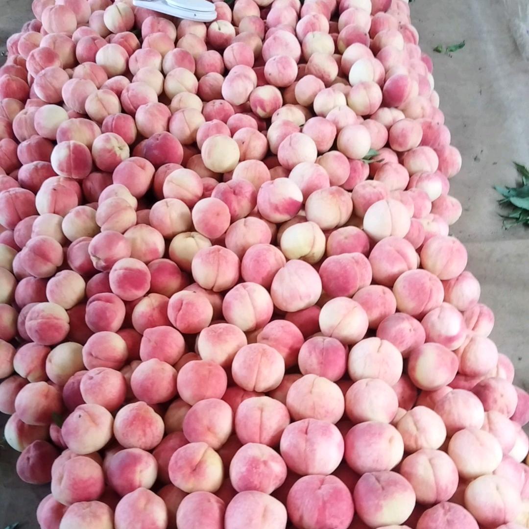 桃子代办，乐乐