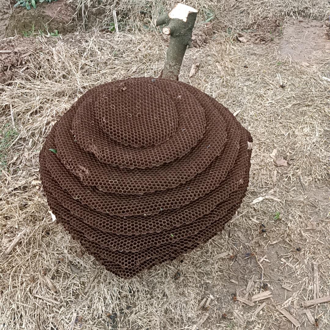 AAA   户外搞金环胡峰