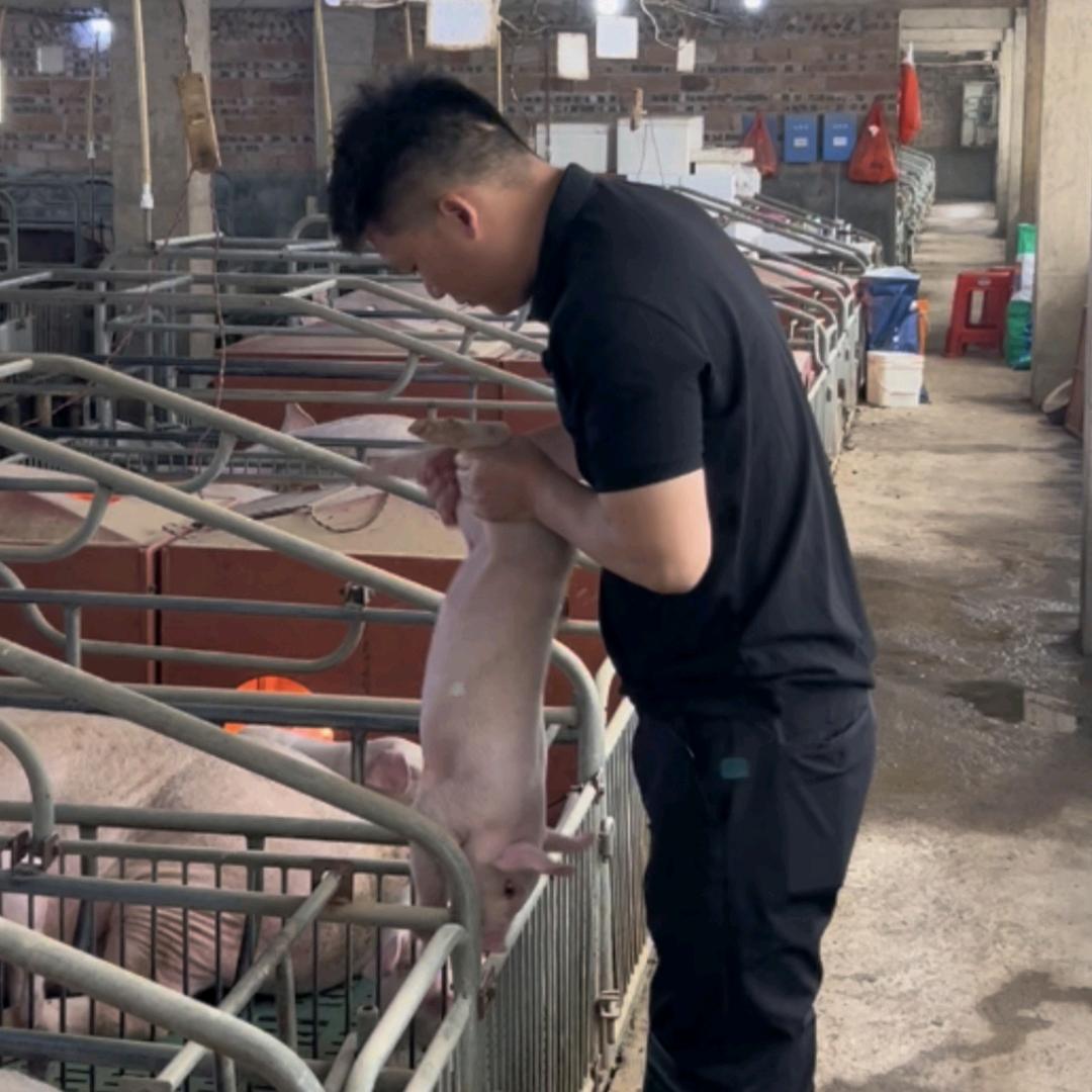 养猪的平凡人养猪