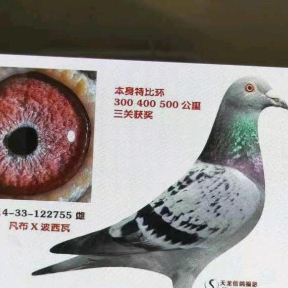 好鸽子 91763327