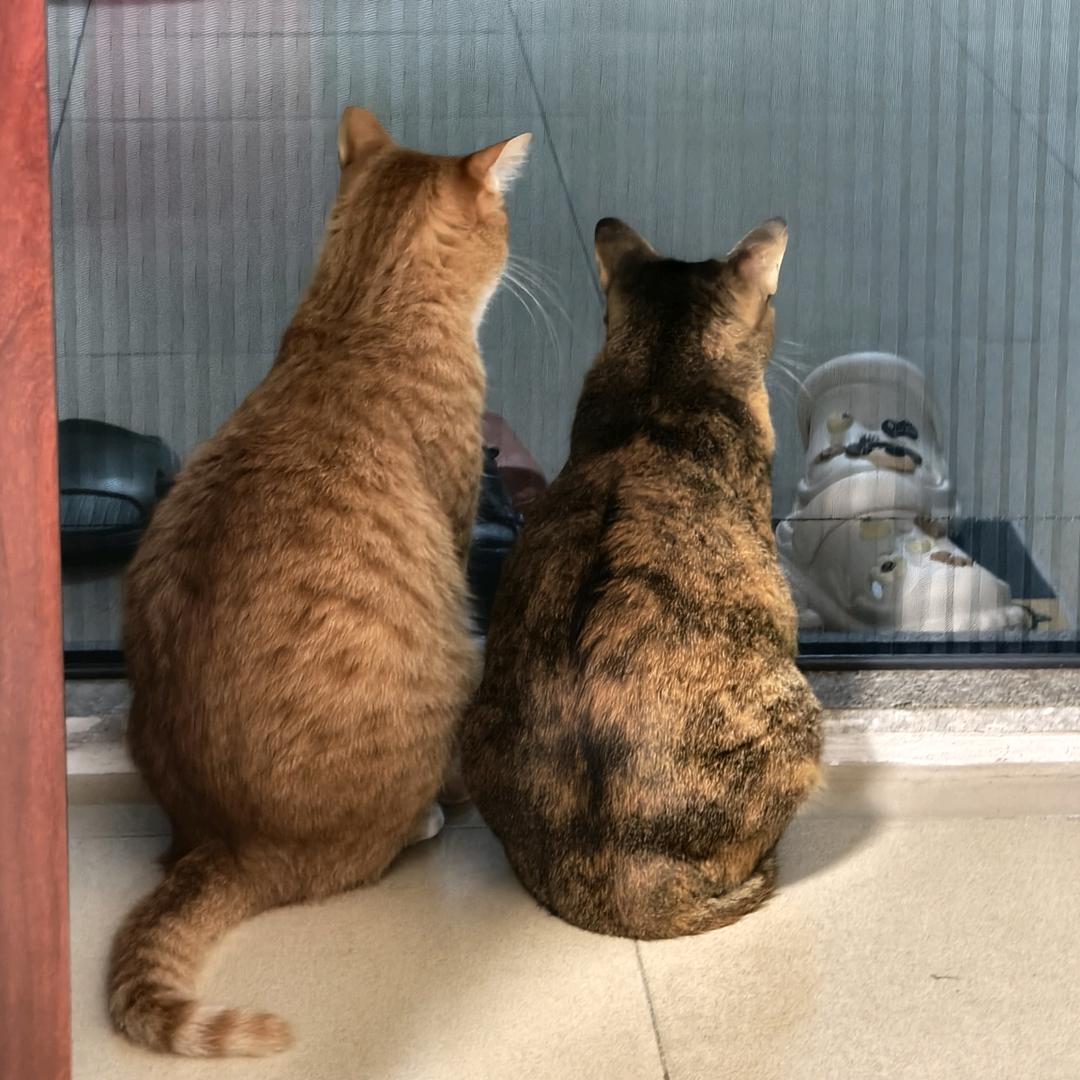 半生猫