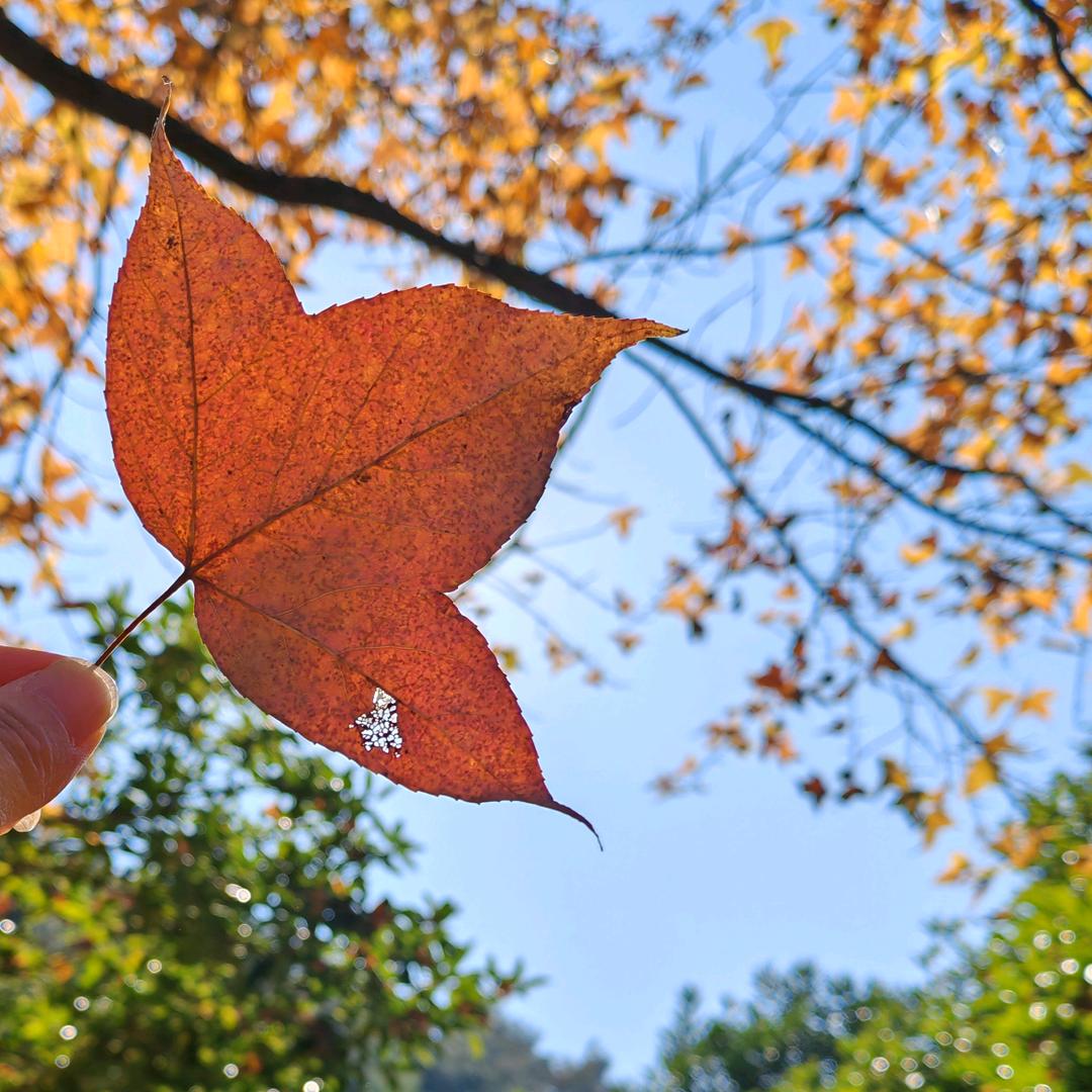 挥发发灰会花飞