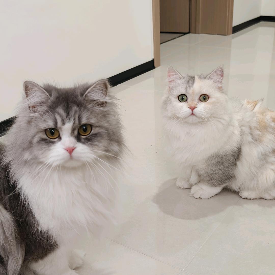 丸子 贝果是姐妹