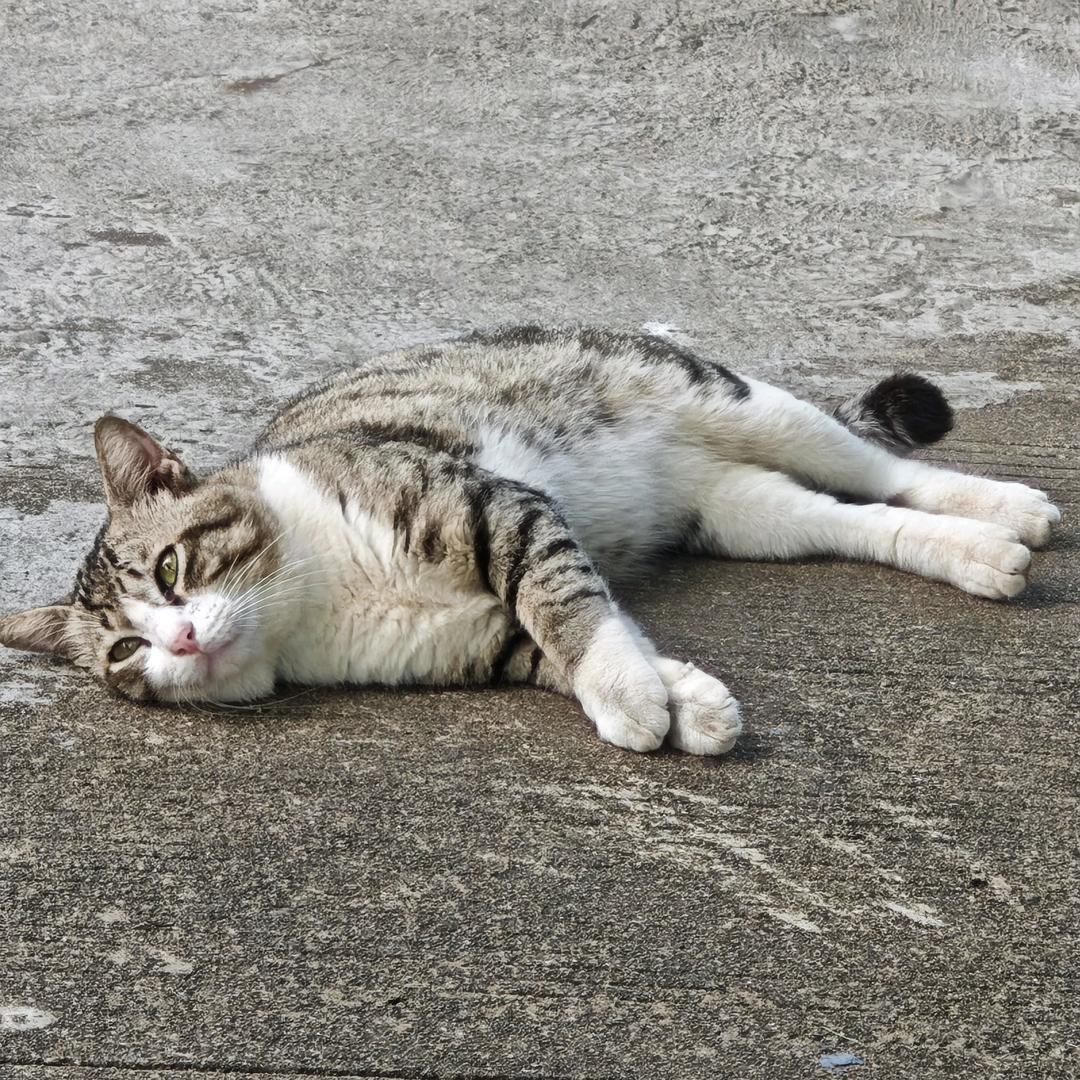 萧萧班马鸣